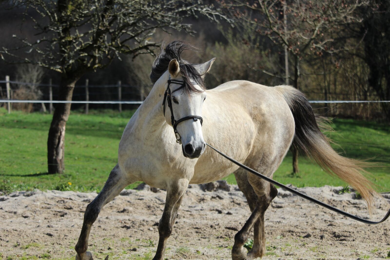 Canon EOS 1200D (EOS Rebel T5 / EOS Kiss X70 / EOS Hi) sample photo. Arabian horse, horses, horse photography