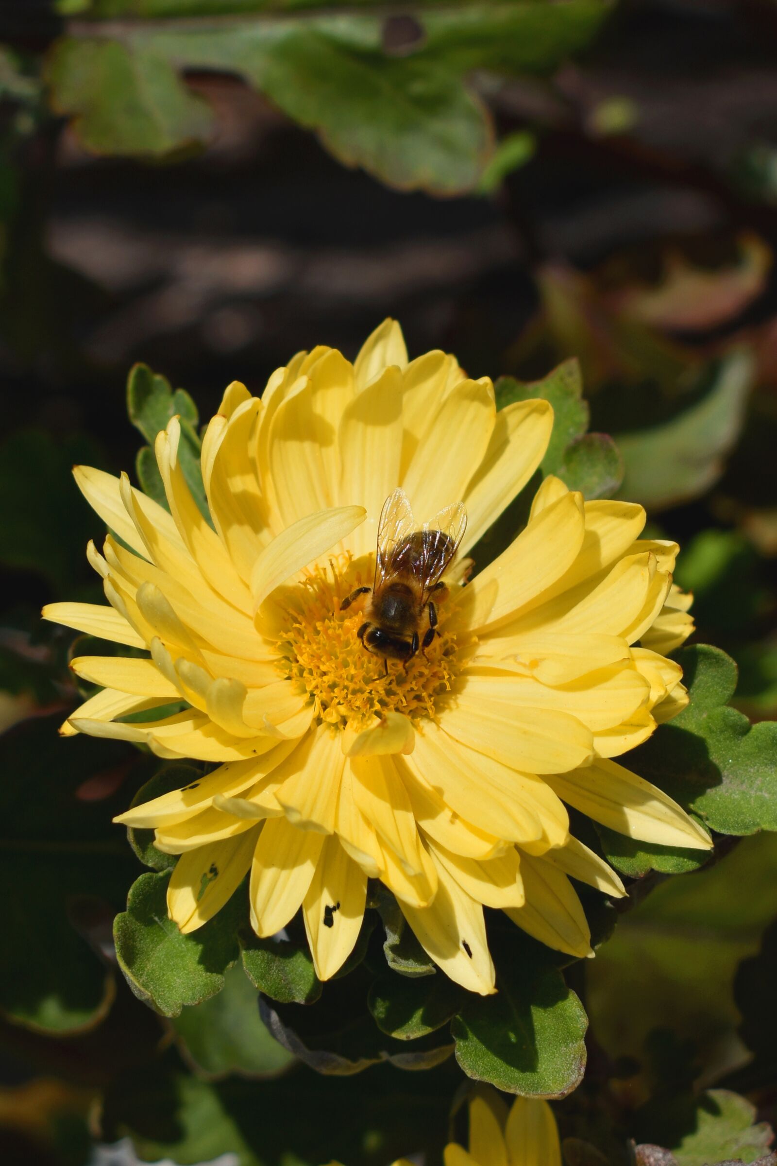Nikon D3500 sample photo. Chrysanthemum, plant, flower photography