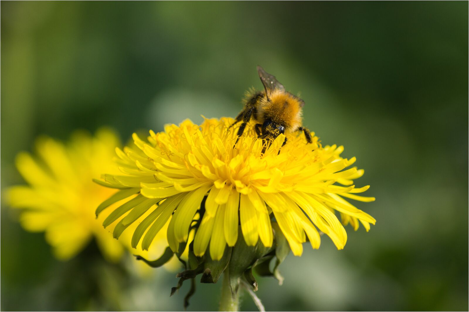 Sony SLT-A77 + Sony DT 55-200mm F4-5.6 SAM sample photo. Nature, apiformes, insect photography