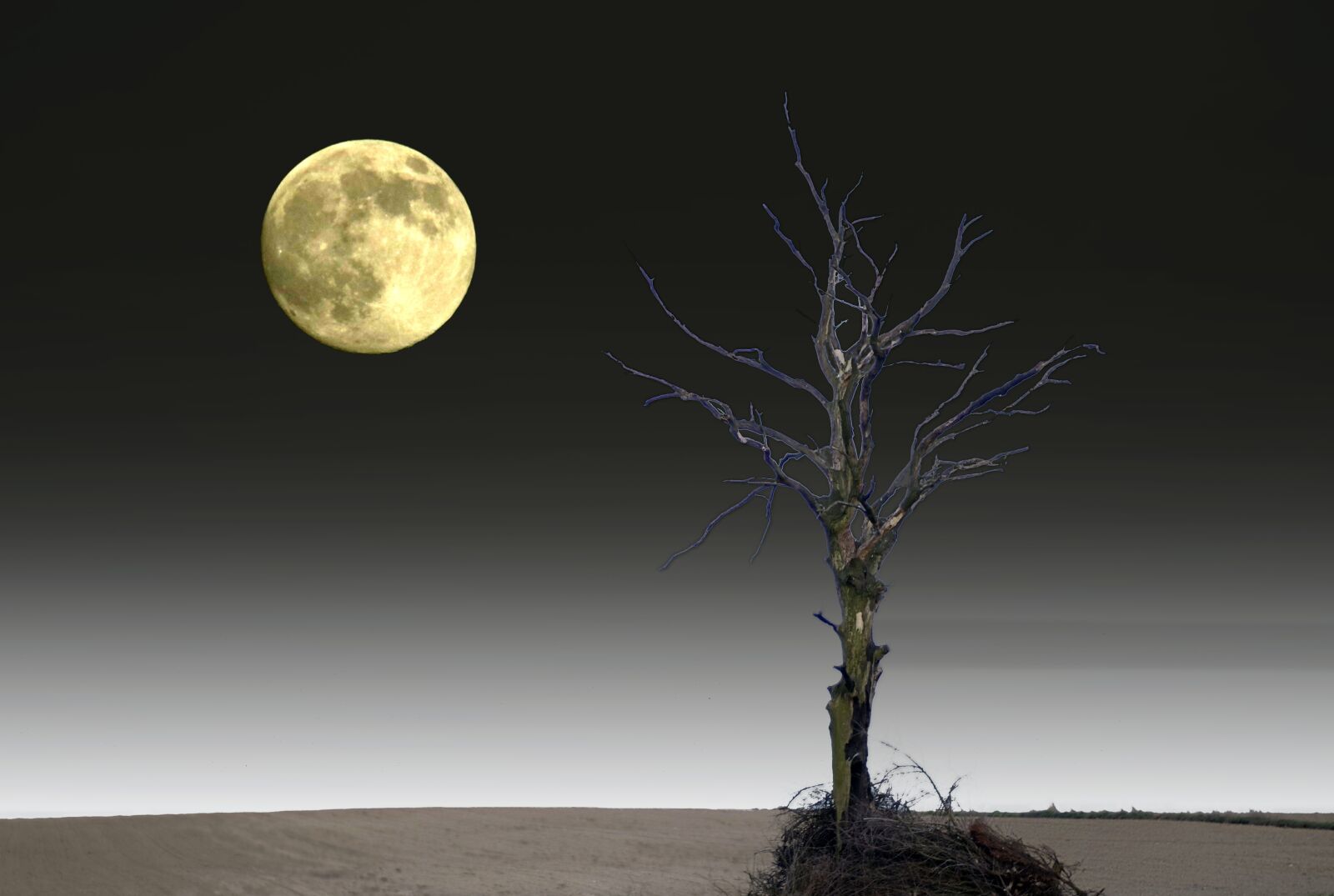 Pentax K-S2 sample photo. Lone tree, moon, the photography