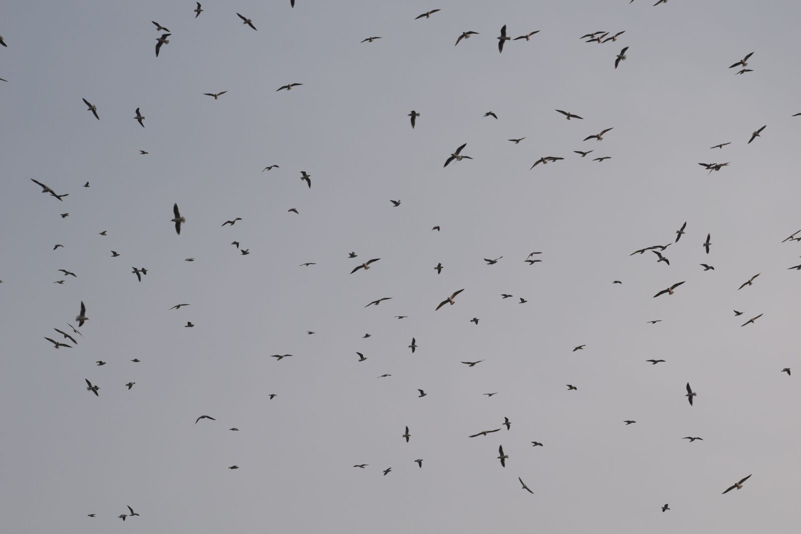 Nikon D3300 sample photo. Birds, flock, seagulls photography
