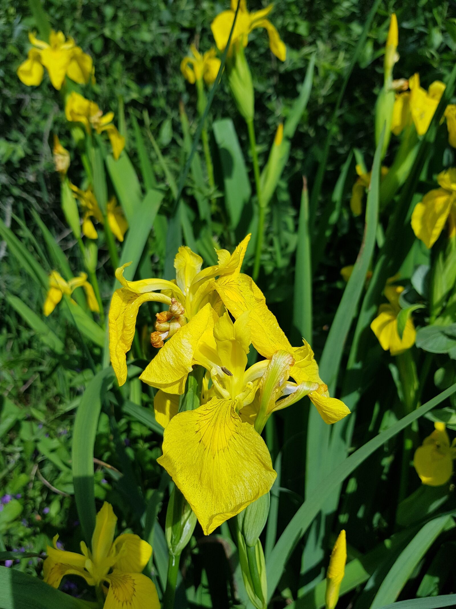 Samsung Galaxy S8 sample photo. Sverdlilje, flower, plant photography