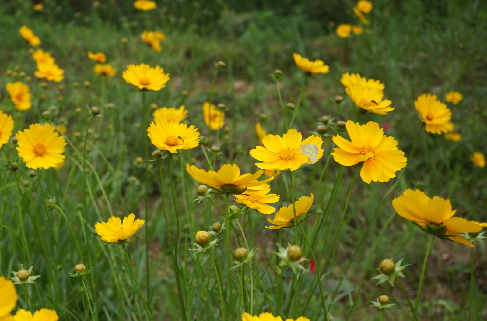 Sony Alpha NEX-7 sample photo. Gesanghua, yellow flowers, natural photography