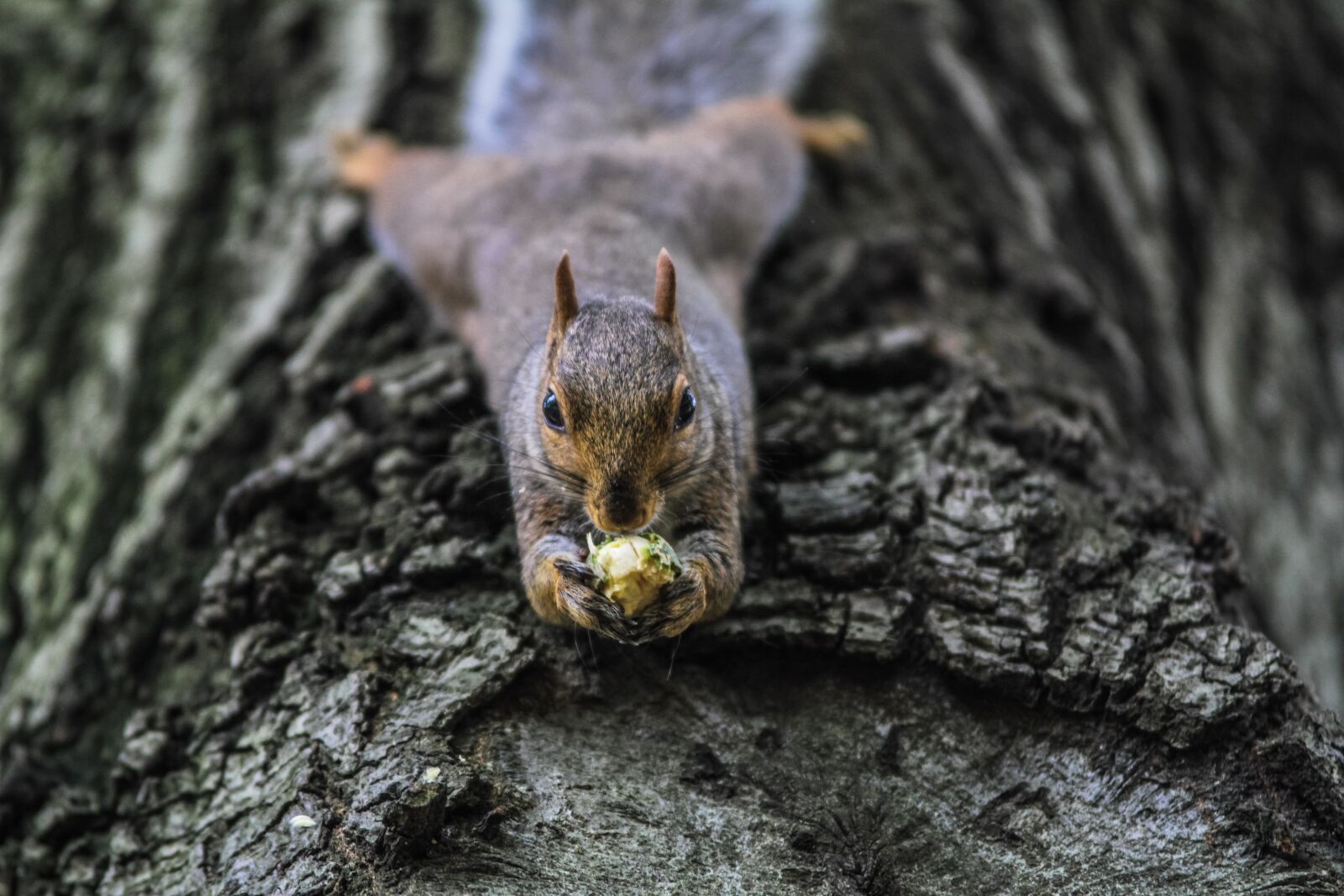 Canon EOS 550D (EOS Rebel T2i / EOS Kiss X4) sample photo. Animal, squirrel, nature photography