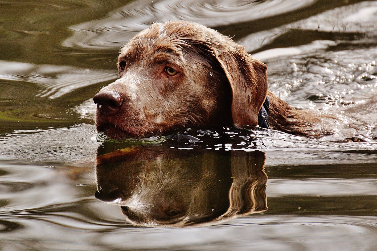 Nikon D3200 sample photo. Dog, swim, wet photography