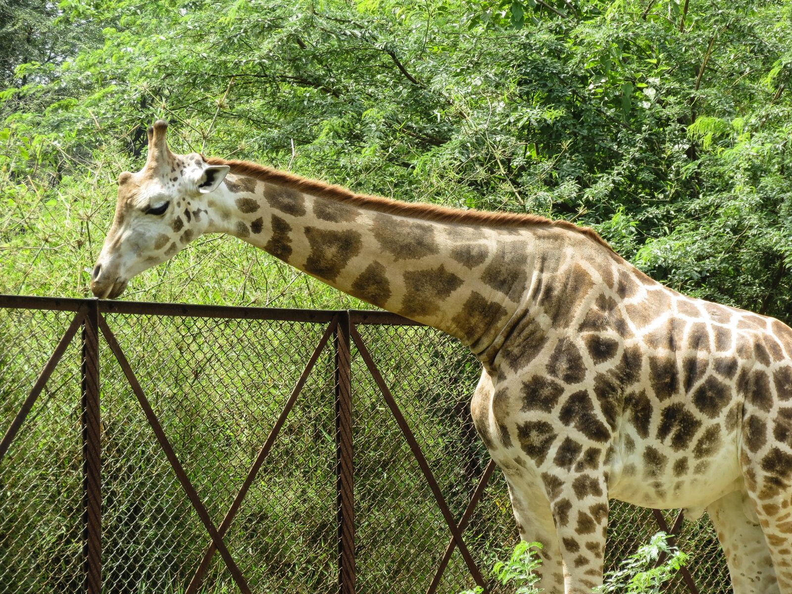 Canon PowerShot SX40 HS sample photo. Giraffe, animal, safari photography