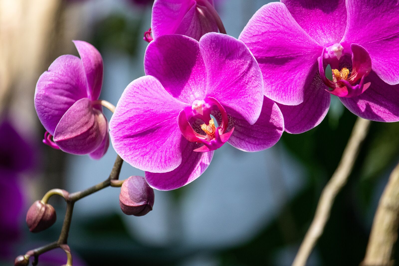 Canon EF-S 55-250mm F4-5.6 IS STM sample photo. Orchid, flower, plant photography