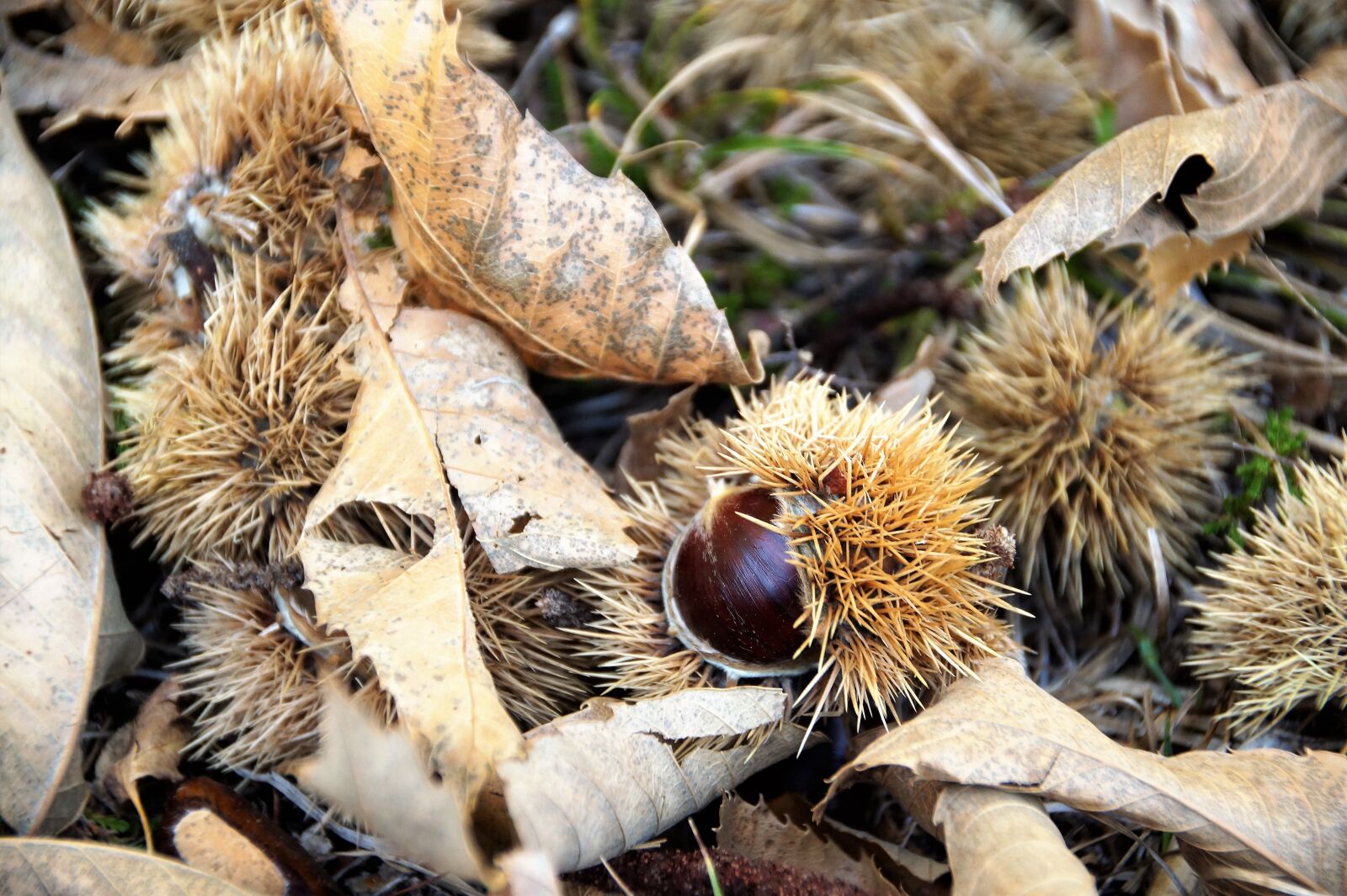 Sony SLT-A58 sample photo. Edible, chestnut, prickly photography