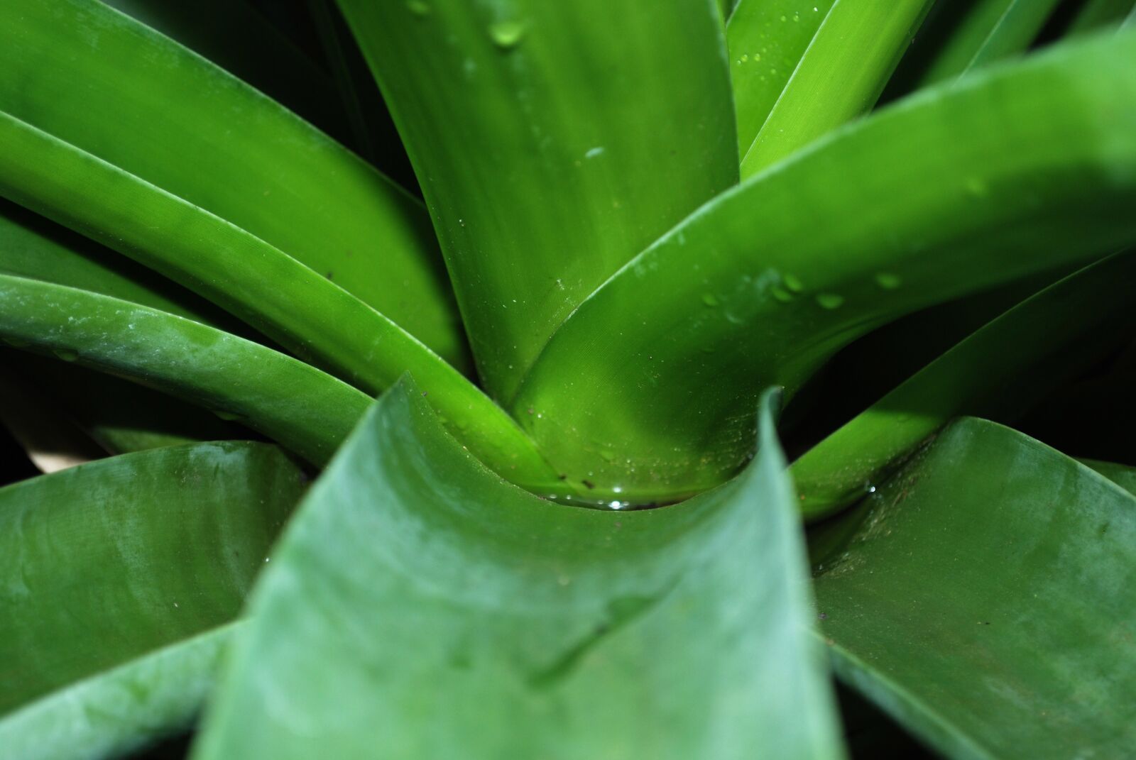 Nikon D60 sample photo. Garden, plant, natural photography