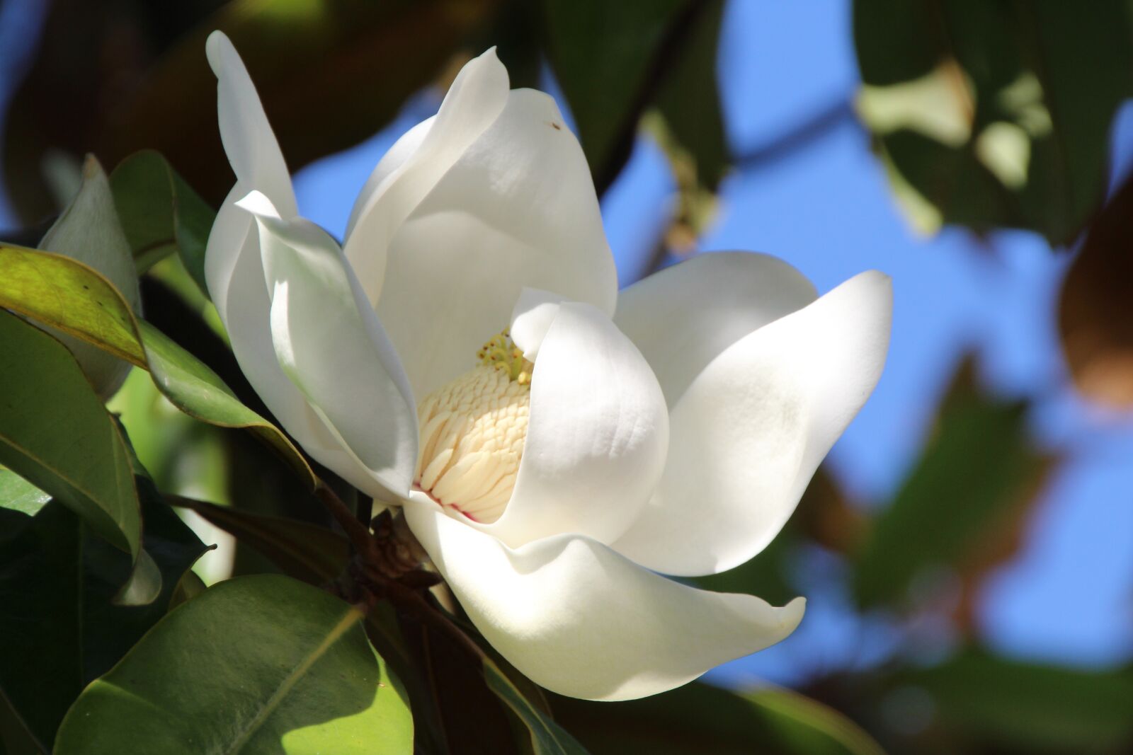Canon EOS 1200D (EOS Rebel T5 / EOS Kiss X70 / EOS Hi) sample photo. Magnolia, white, blossom photography