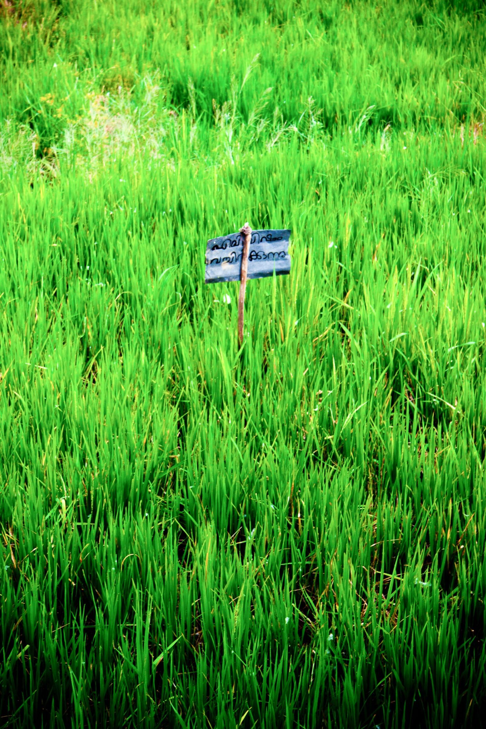 Canon EF-S 18-55mm F3.5-5.6 II sample photo. Rice, paddy, rice fields photography