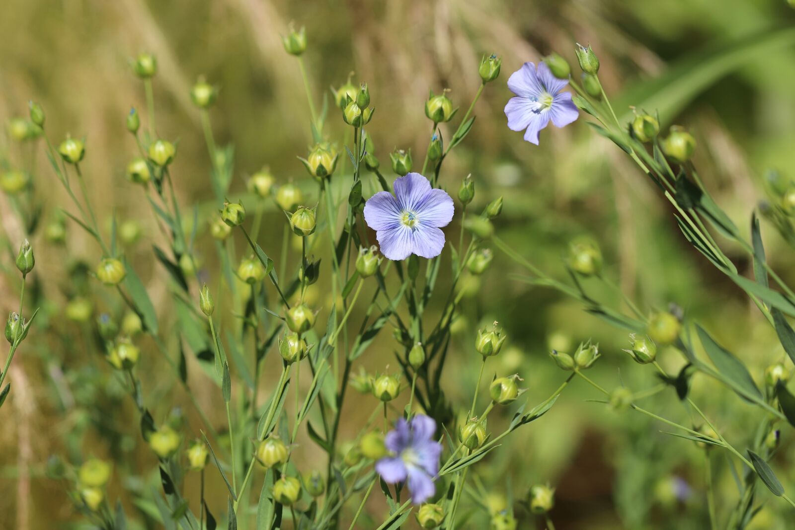 Canon EOS 800D (EOS Rebel T7i / EOS Kiss X9i) sample photo. Linum, linum bienne, narrow-leaf photography