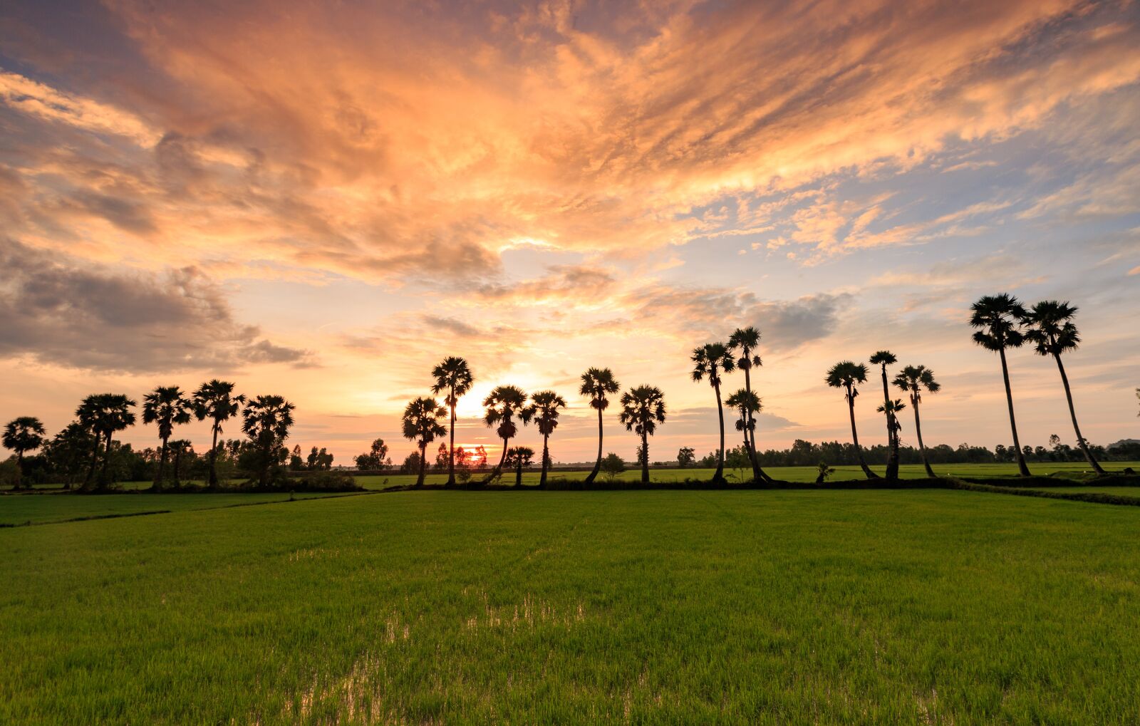 Canon EF 16-35mm F2.8L II USM sample photo. Grass, tree, field photography