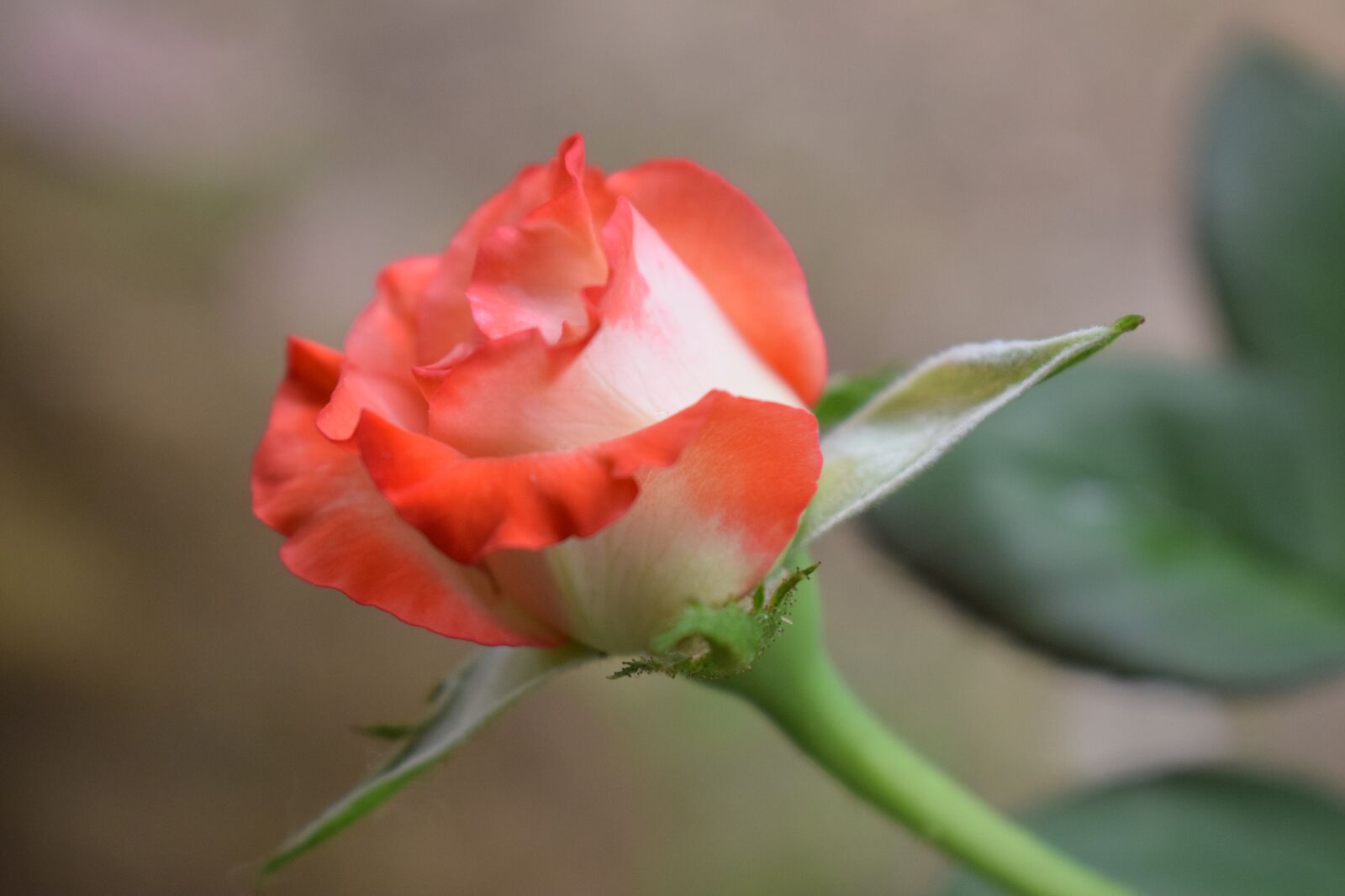Nikon D5300 sample photo. Colombia, flowers, roses photography