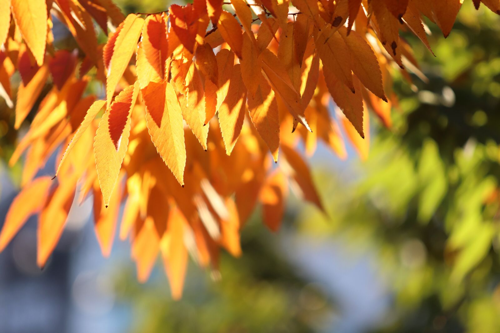 Canon EF 70-200mm F2.8L USM sample photo. Autumn leaves, maple, the photography