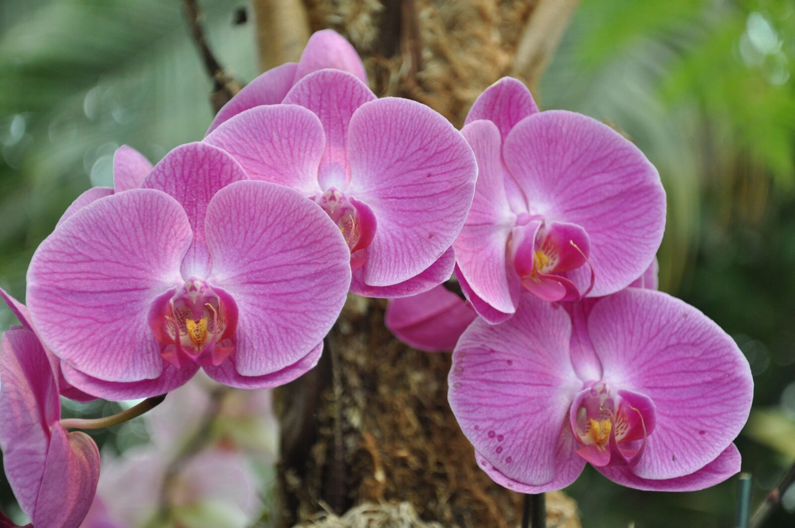 Nikon D5000 sample photo. Orchids, flowers, ny botanical photography