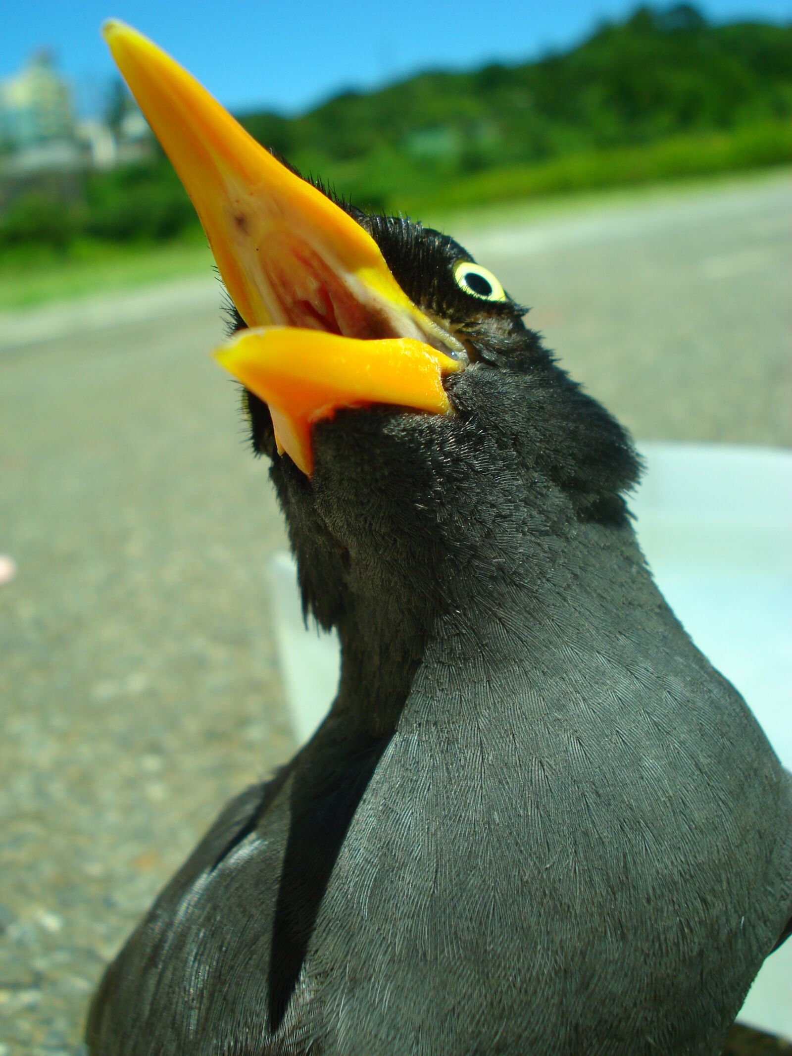 Sony DSC-W70 sample photo. Javan myna, starlings, bird photography