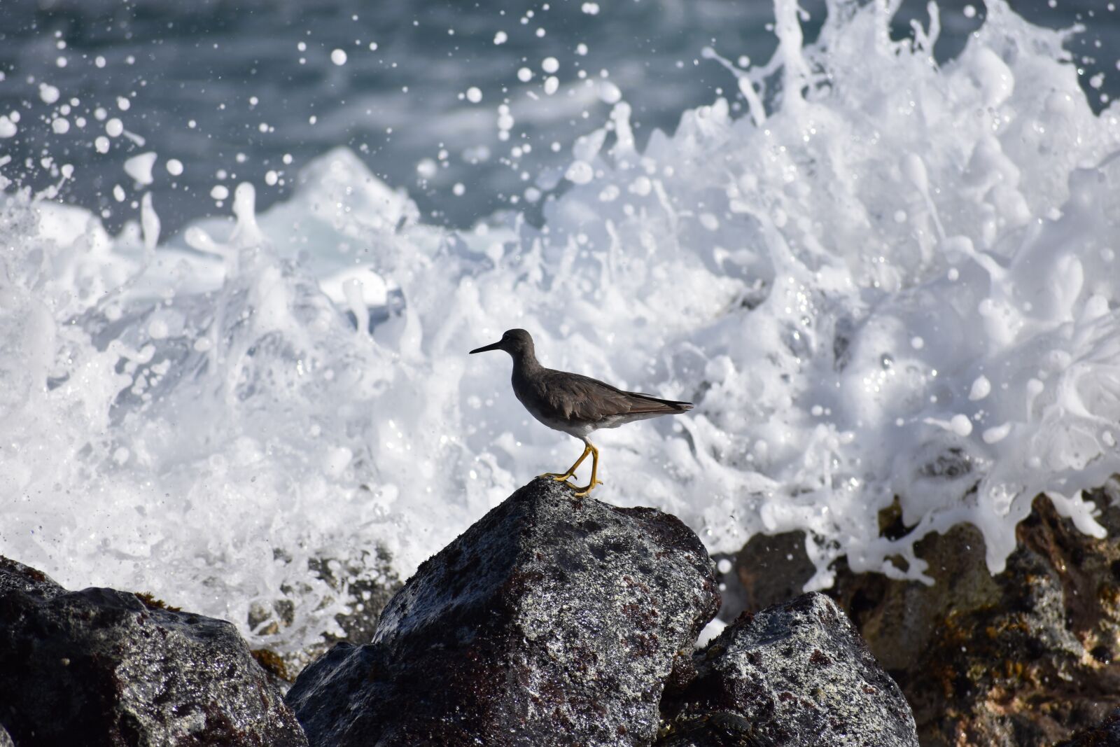 Nikon D3400 sample photo. Bird, shorebird, splash photography