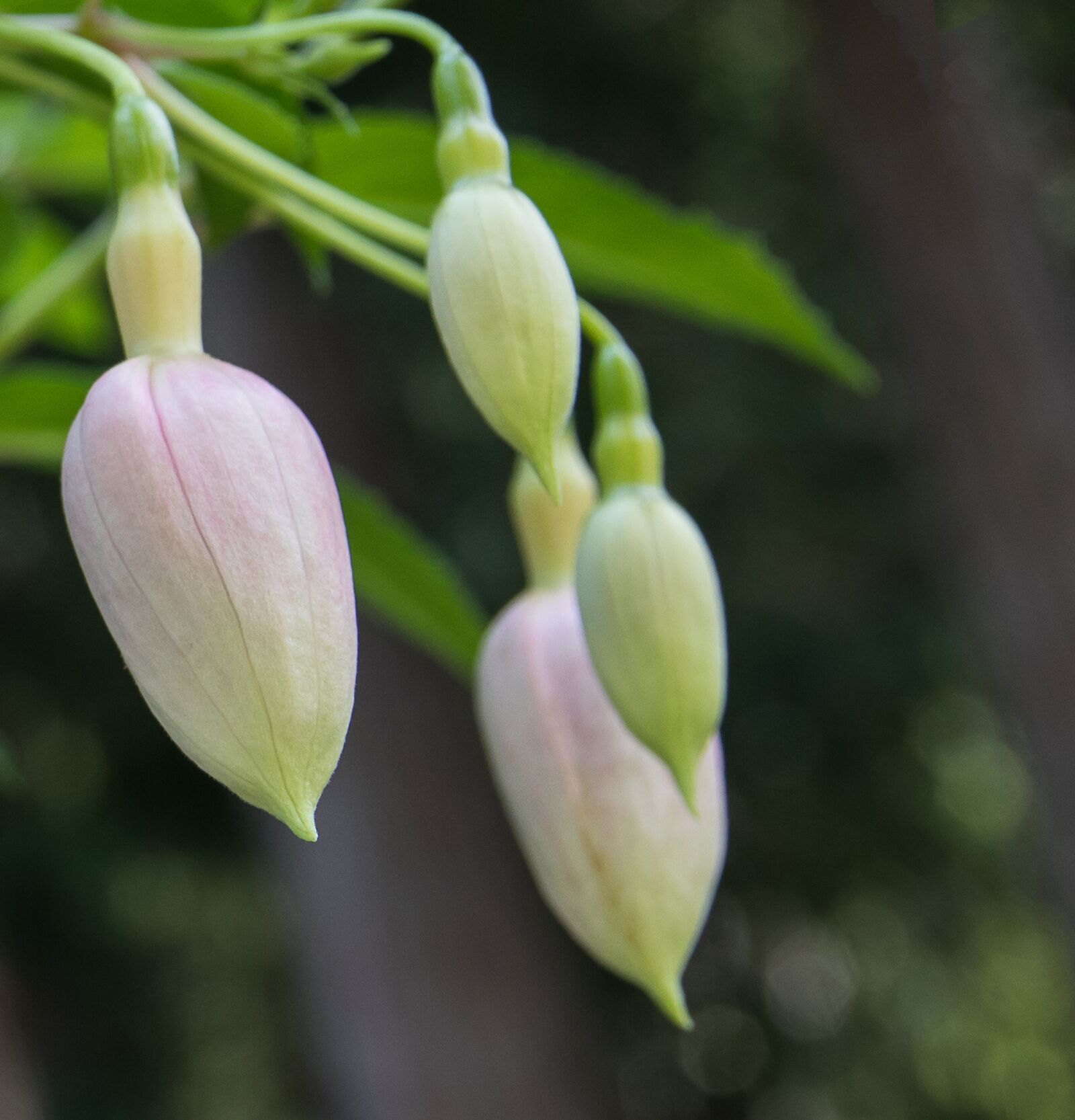 Canon EOS 80D sample photo. Fuchsia, bud, flower photography