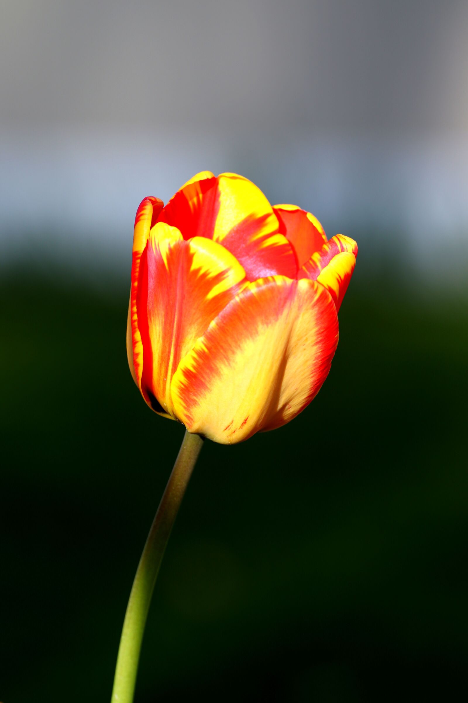 Canon EOS 200D (EOS Rebel SL2 / EOS Kiss X9) sample photo. Nature, flower, tulip photography