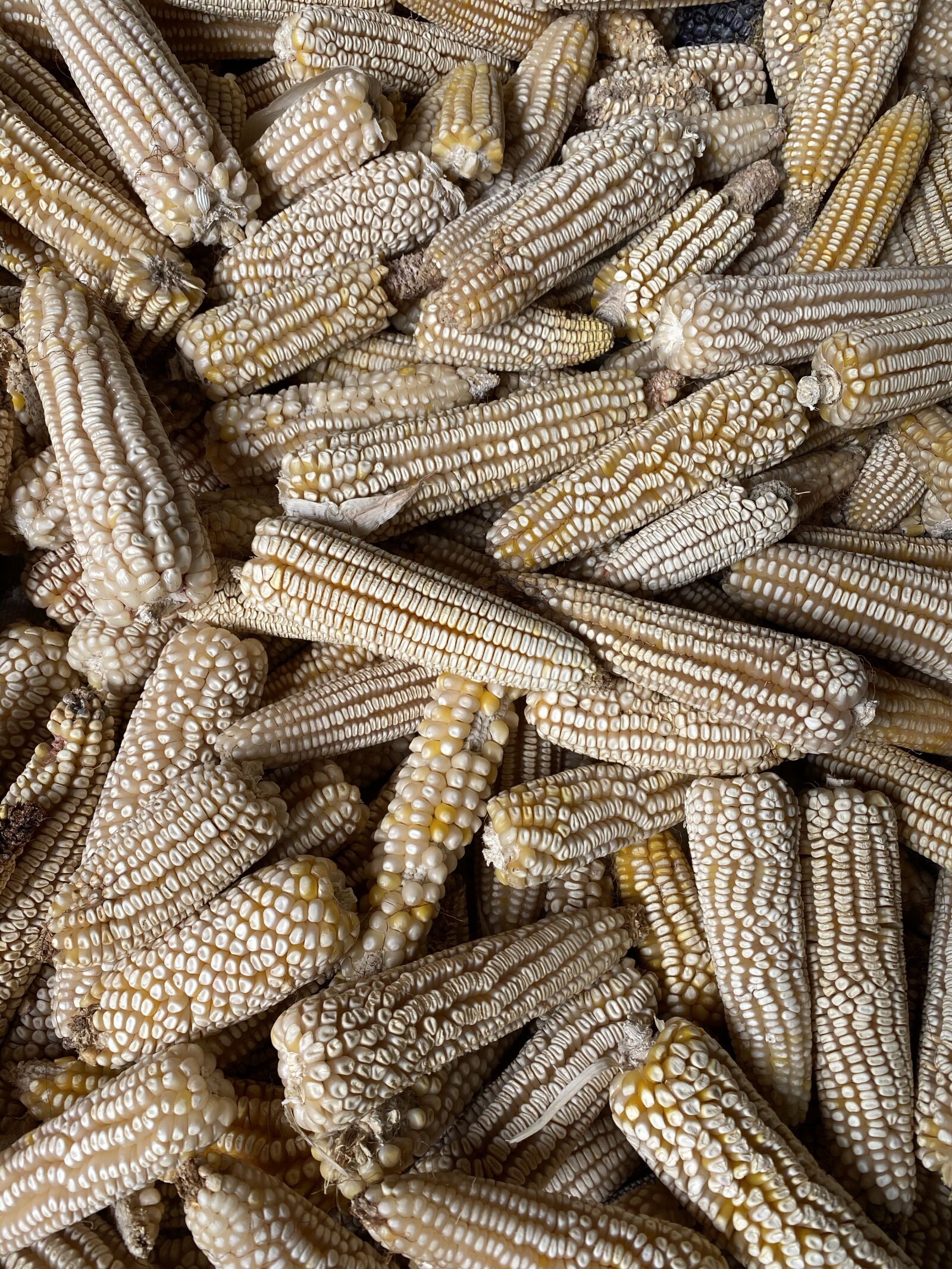 Apple iPhone 11 sample photo. Corn, vegetables, harvest photography