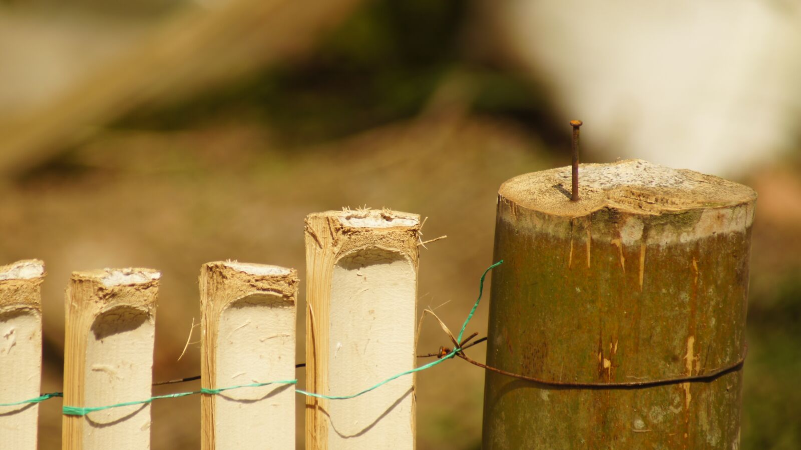 Sony SLT-A55 (SLT-A55V) sample photo. Nature, the, india photography