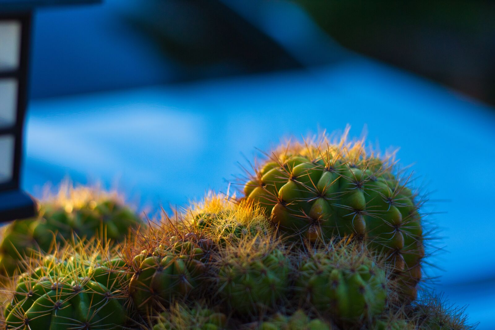 Canon EOS 700D (EOS Rebel T5i / EOS Kiss X7i) + Canon EF 50mm F1.8 STM sample photo. Plant, spikes, thorns photography
