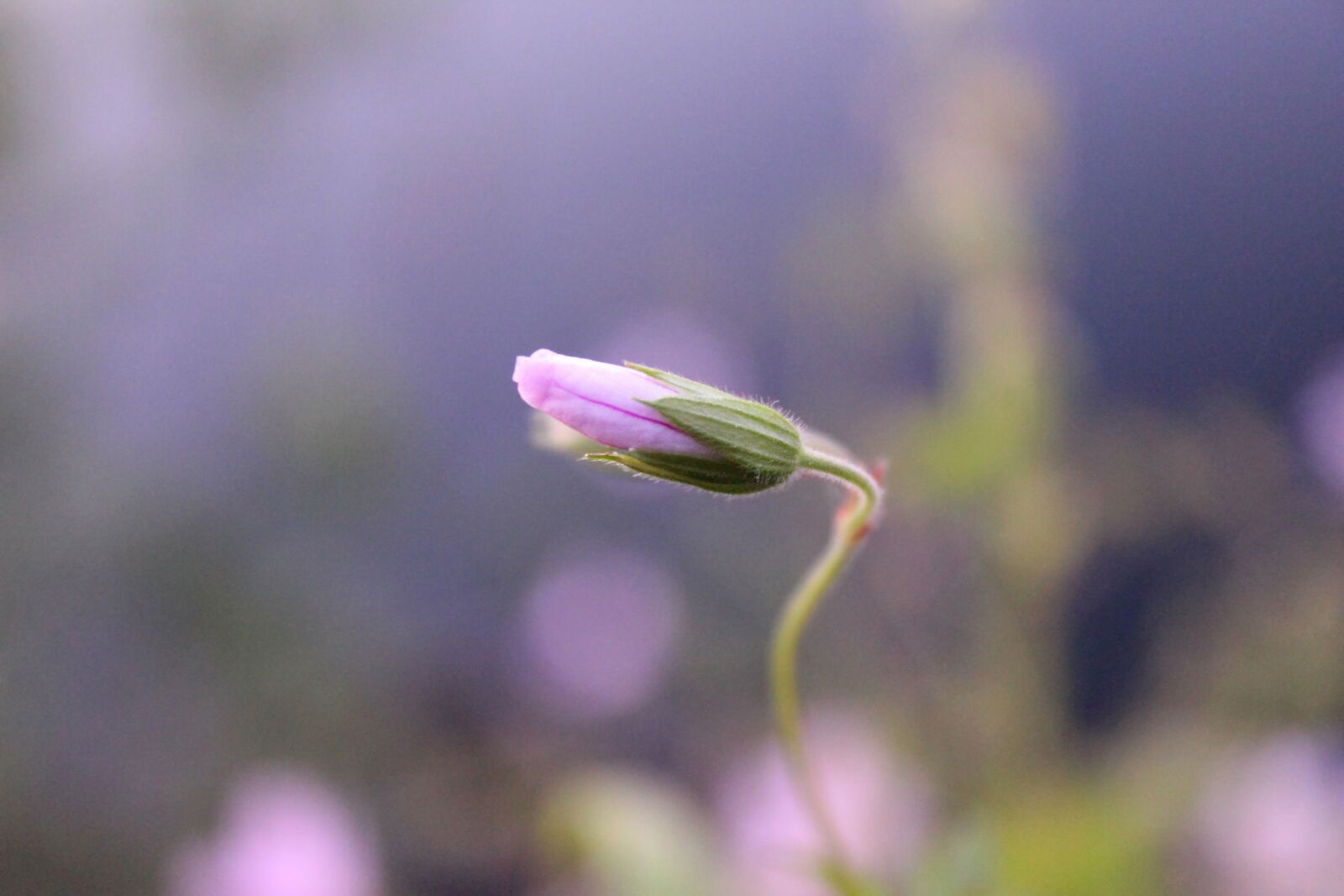 Canon EOS 600D (Rebel EOS T3i / EOS Kiss X5) sample photo. Nature, flower, macro photography