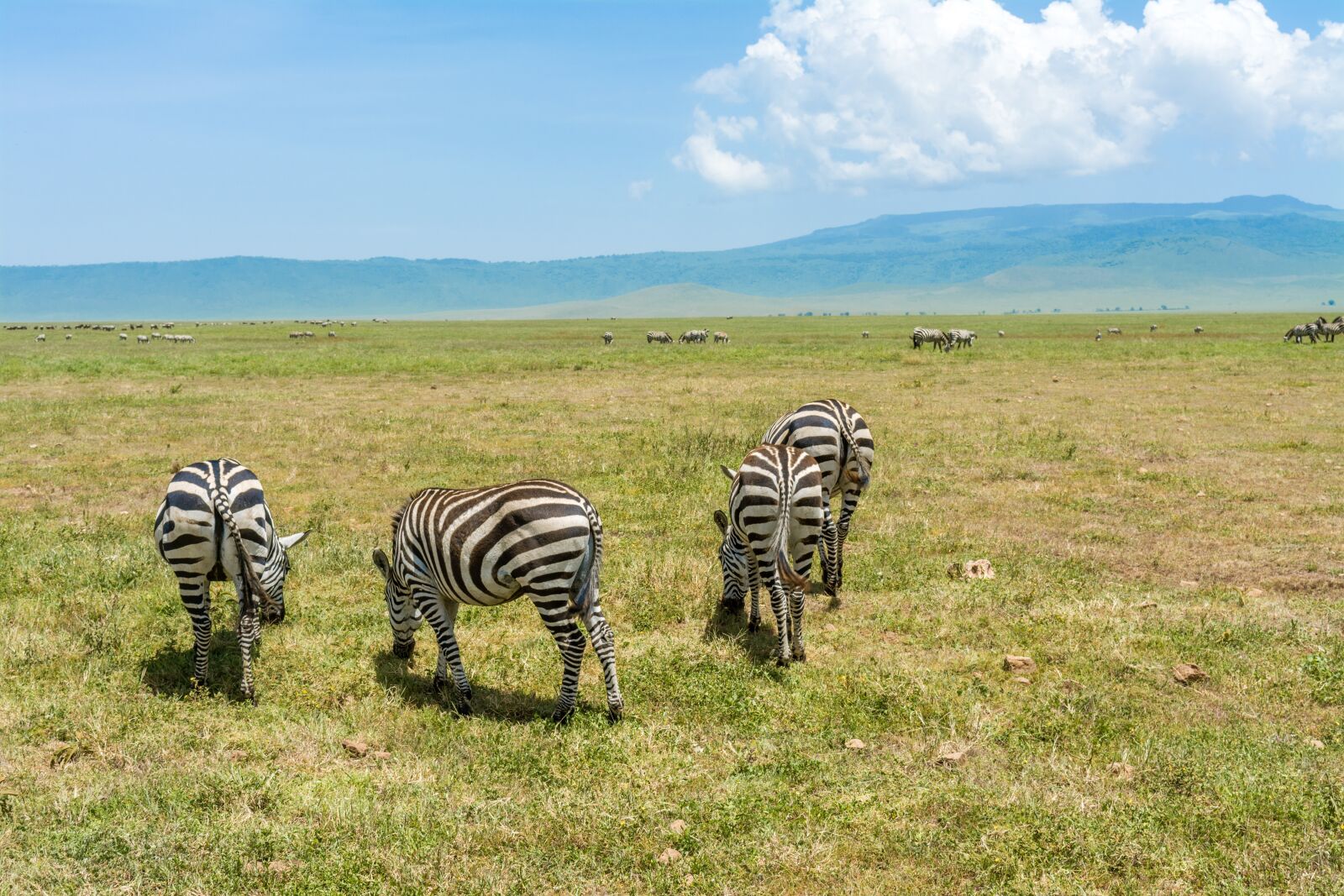 Nikon D5200 sample photo. Zebra, safari, africa photography