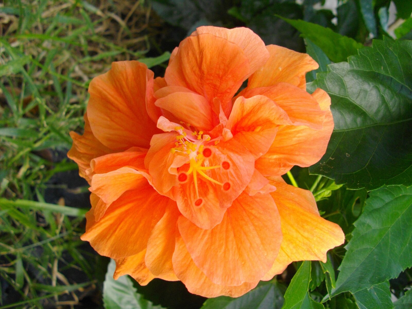 Pentax Optio E60 sample photo. Flowers, orange, chaba photography