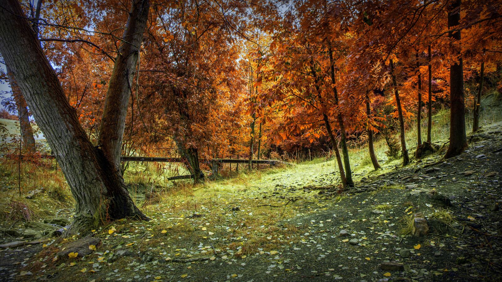Sony a6000 sample photo. Autumn, forest, landscape photography