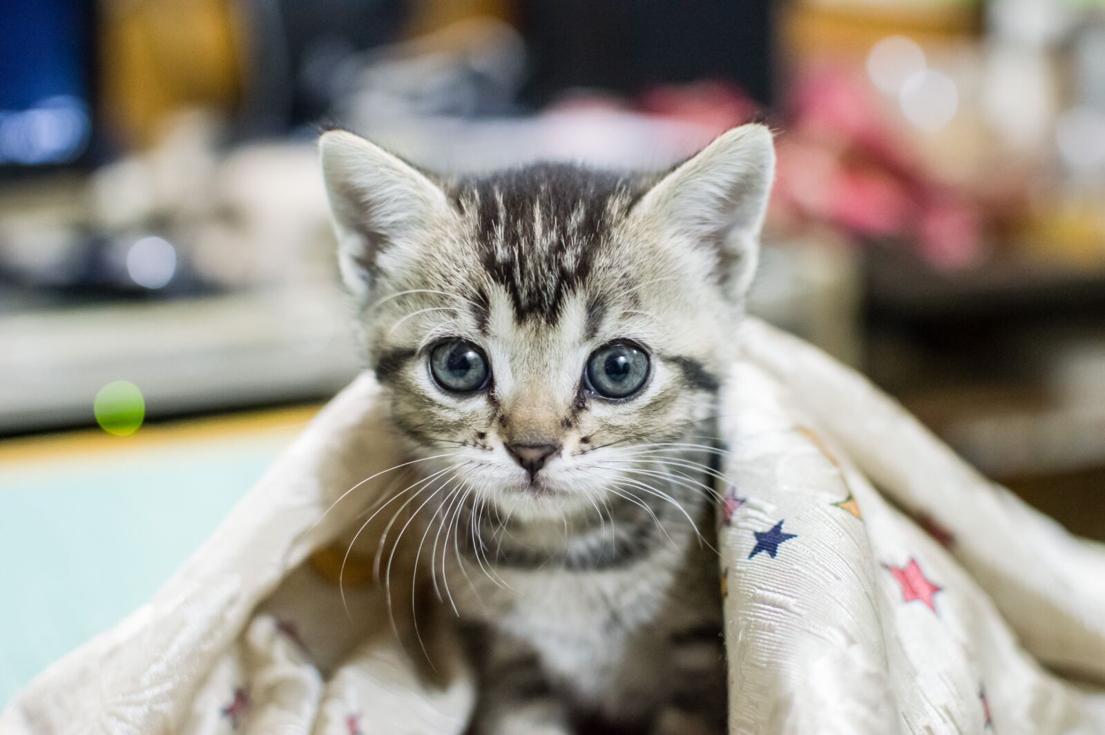 Nikon D3200 sample photo. Animal, cat, portrait photography