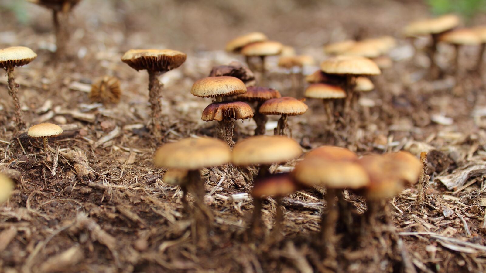Canon EOS 1300D (EOS Rebel T6 / EOS Kiss X80) sample photo. Mushrooms, close-up, wild mushrooms photography