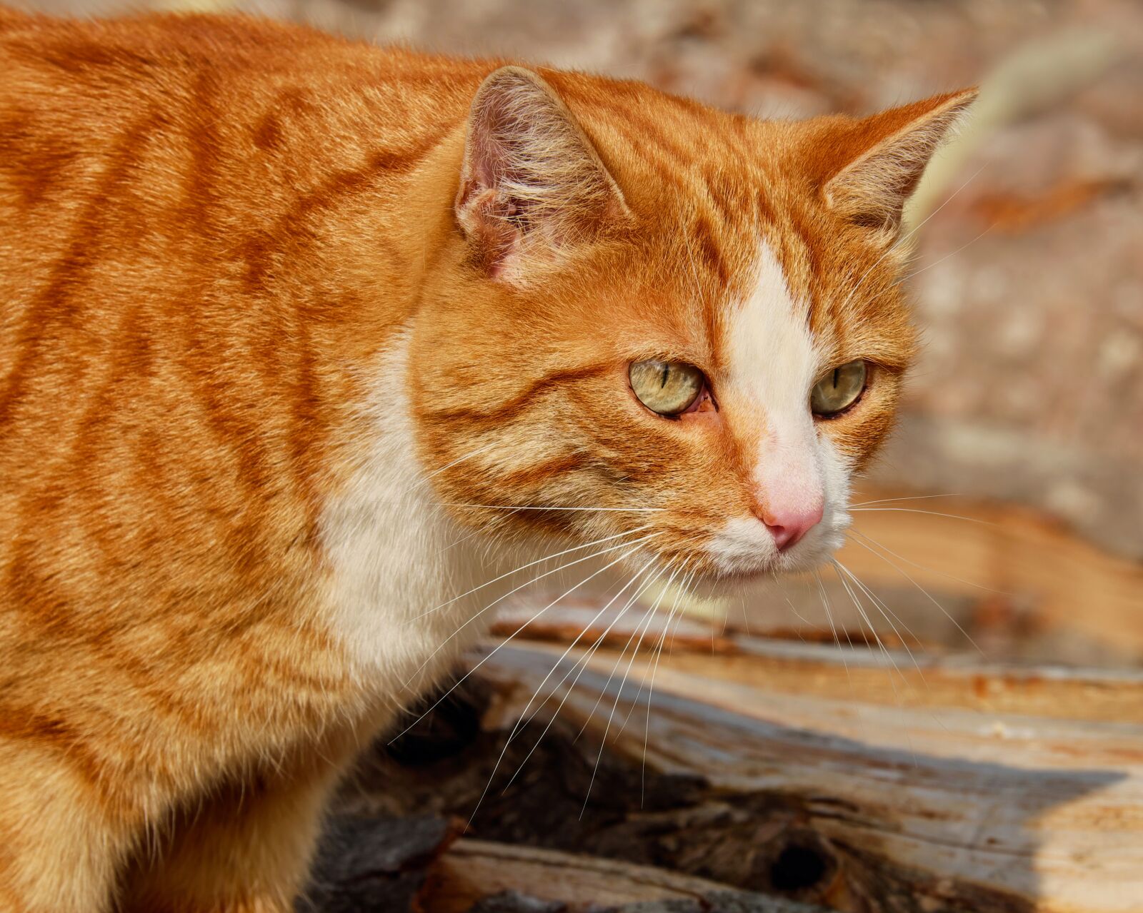 Fujifilm XF 55-200mm F3.5-4.8 R LM OIS sample photo. Cat, mackerel, red mackerel photography