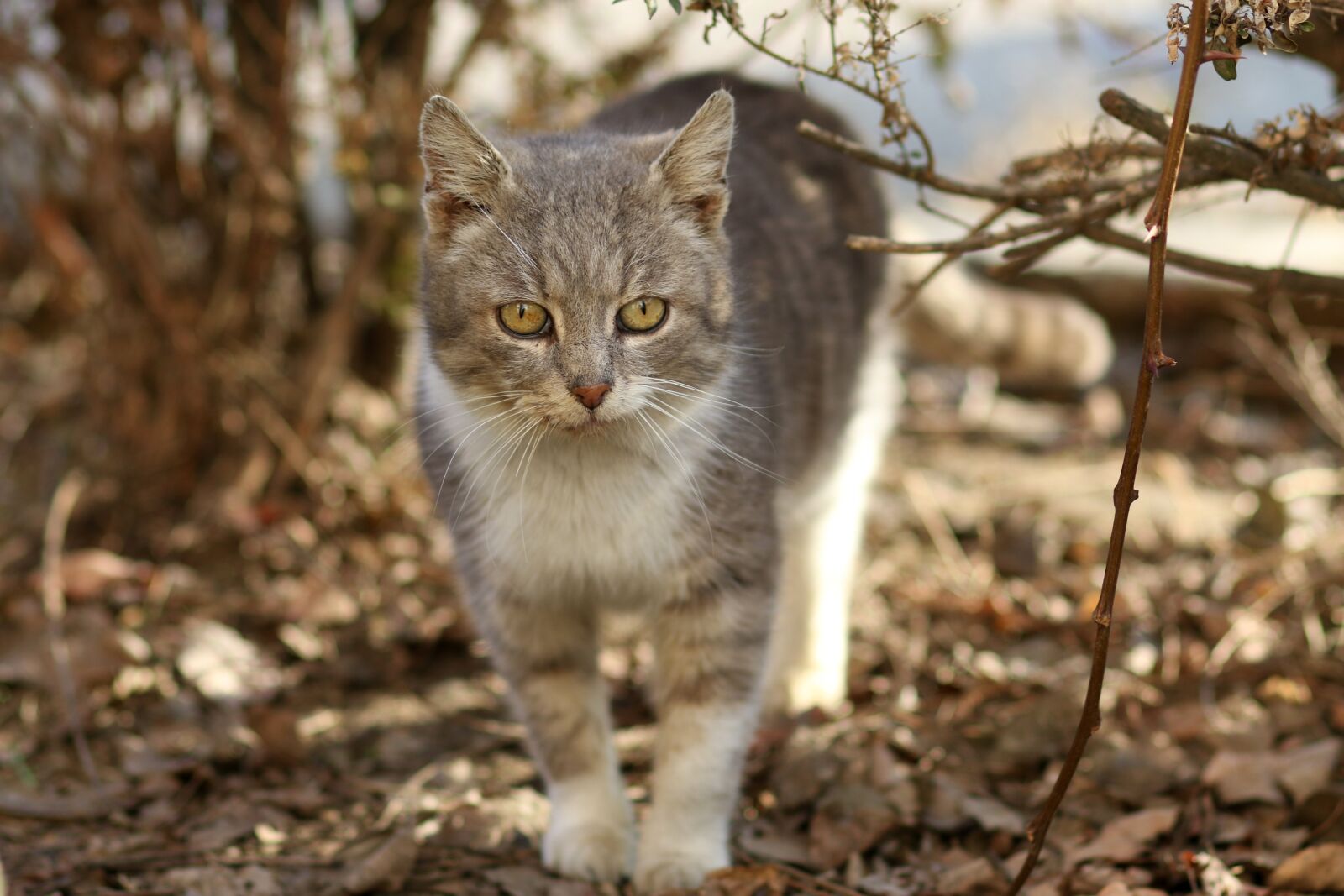 Canon EF 85mm F1.8 USM sample photo. Cat, white, gray photography