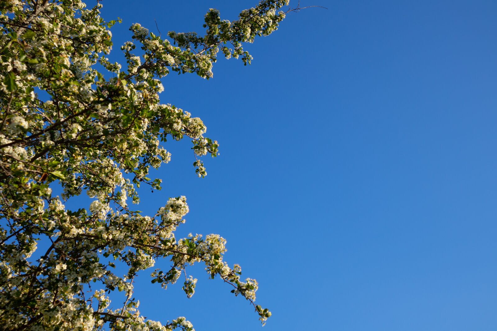 Canon EOS M100 + Canon EF-M 15-45mm F3.5-6.3 IS STM sample photo. Blooming, pedals, bloom photography