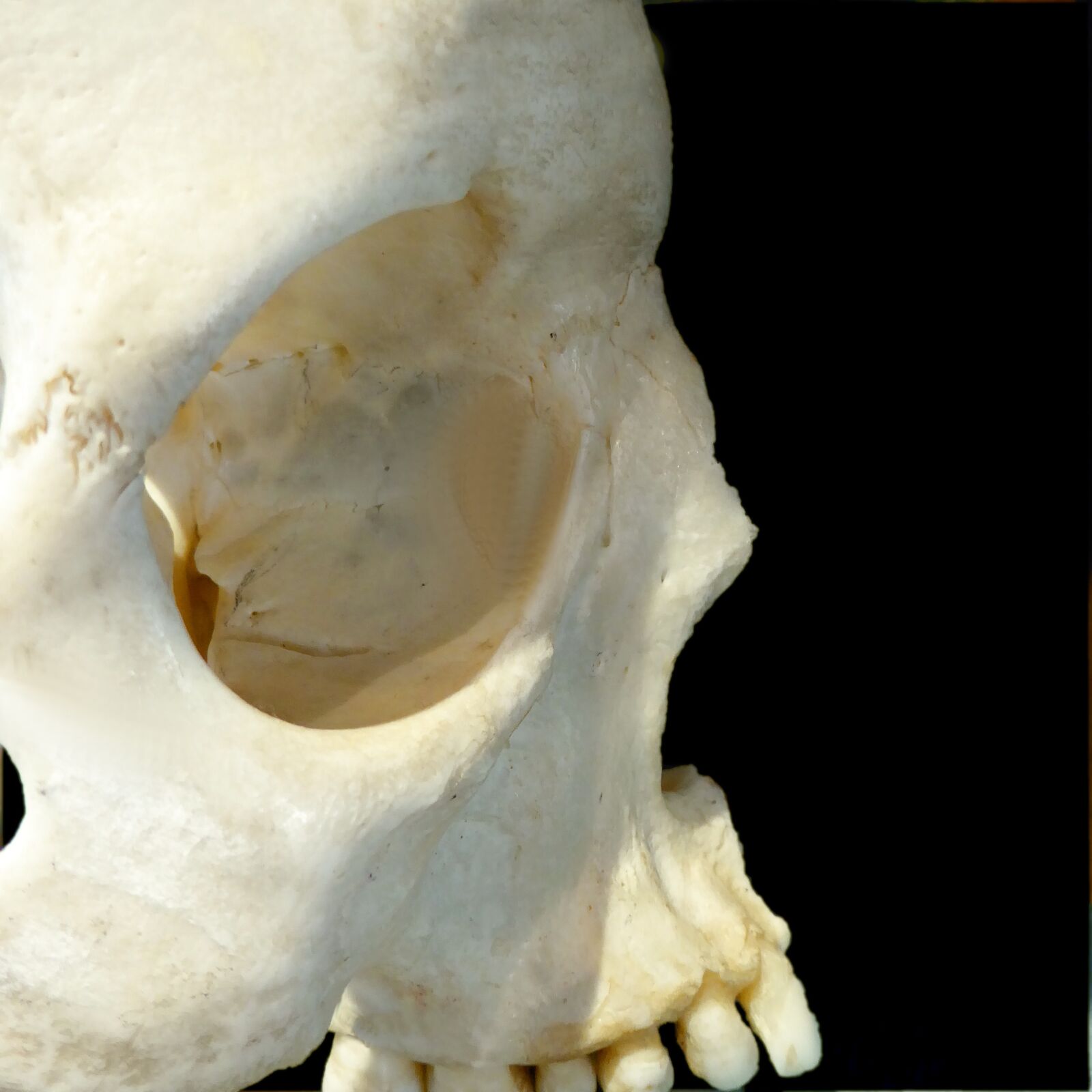 Panasonic Lumix DMC-ZS50 (Lumix DMC-TZ70) sample photo. Skull, profile, bone photography