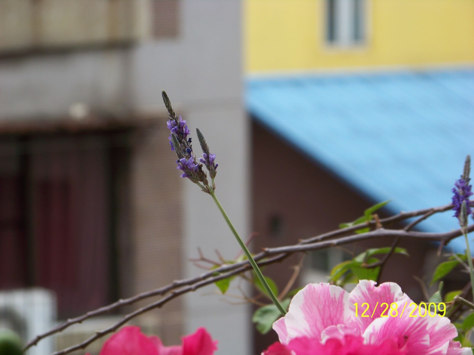 Kodak Z812 IS ZOOM DIGITAL CAMERA sample photo. Own flowers, close-up, share photography