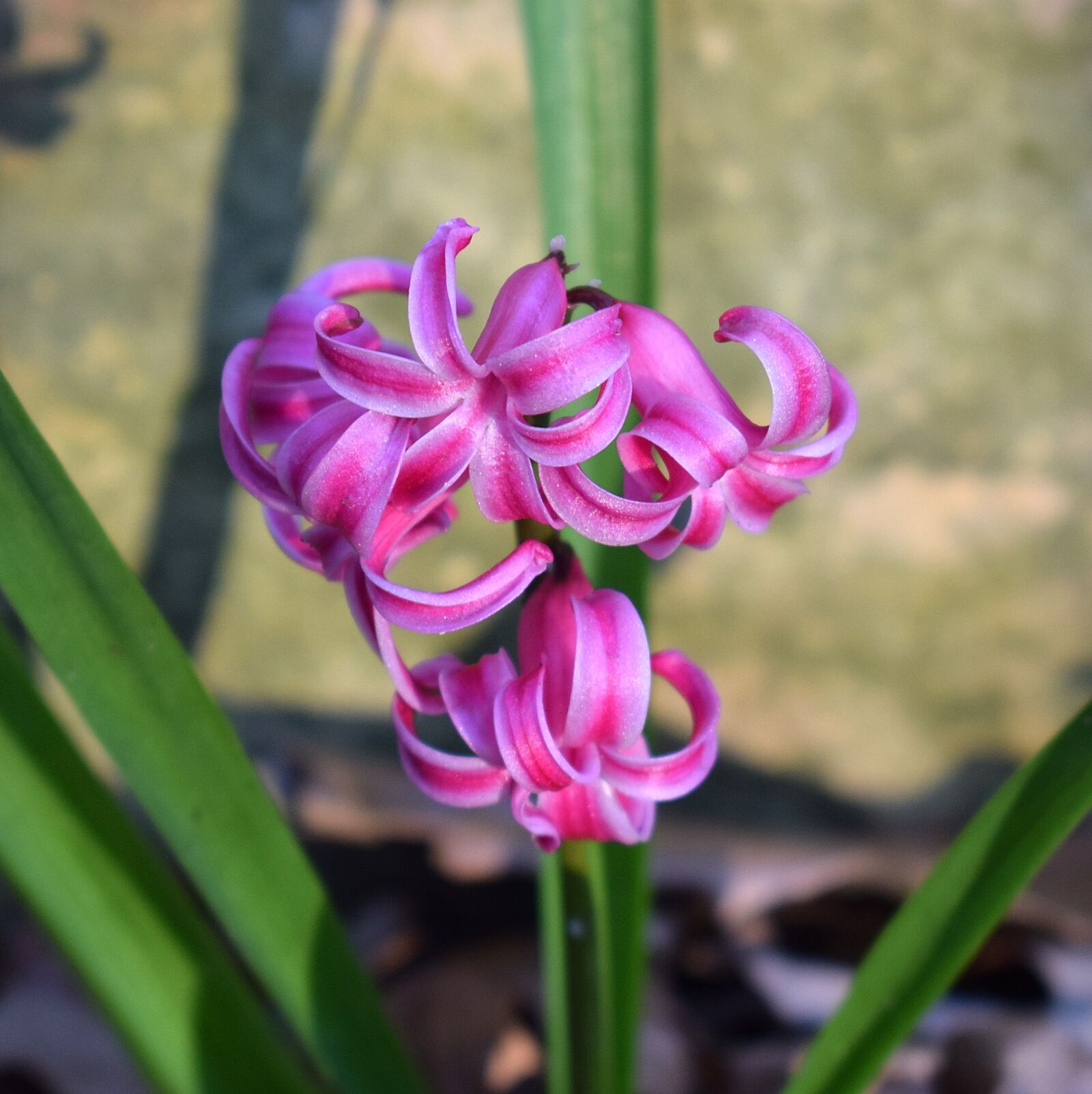 Nikon D3300 sample photo. Pink hyacinth, hyacinth, flower photography