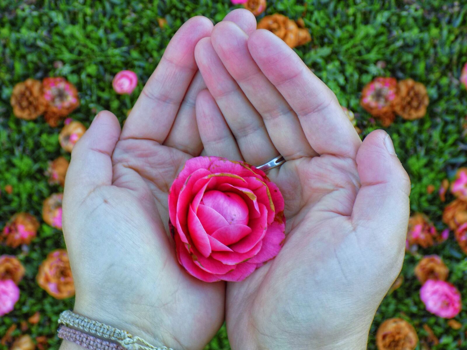 Nikon COOLPIX L330 sample photo. Rose, pink, flowers photography