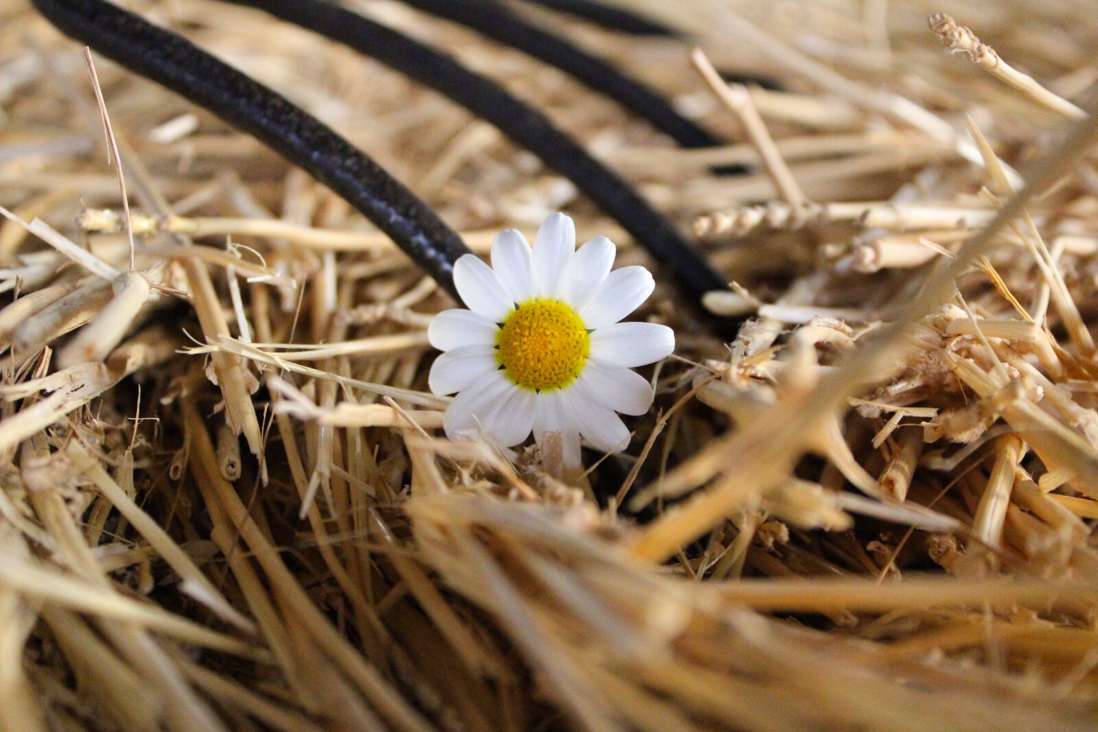 Canon EOS 2000D (EOS Rebel T7 / EOS Kiss X90 / EOS 1500D) sample photo. Daisy, straw, countryside photography