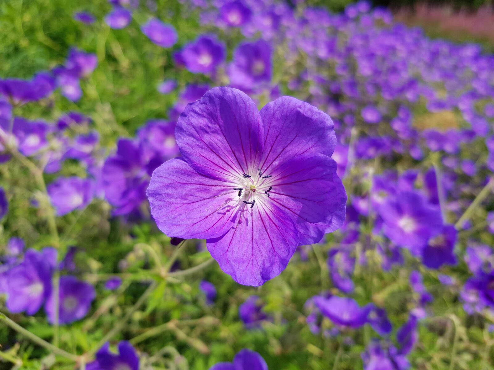 Samsung Galaxy S8 sample photo. Flower, purple, london photography