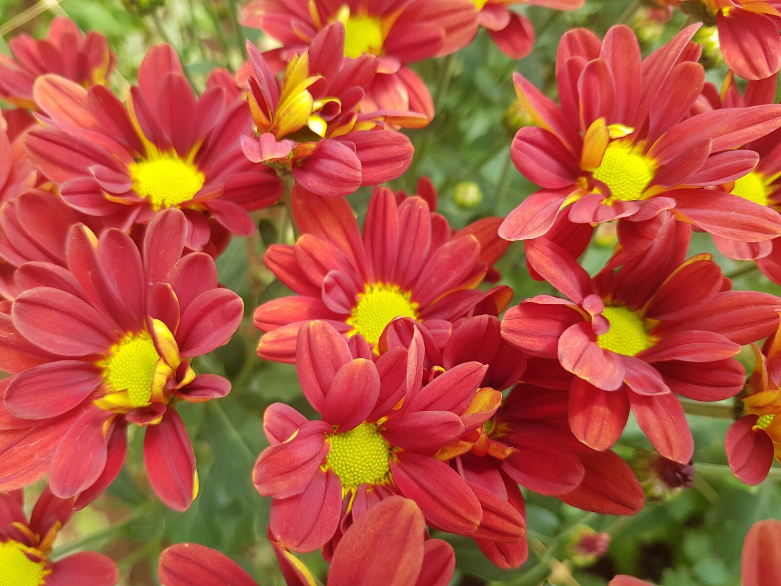 Samsung Galaxy S7 Edge sample photo. Flower, nature, flora photography