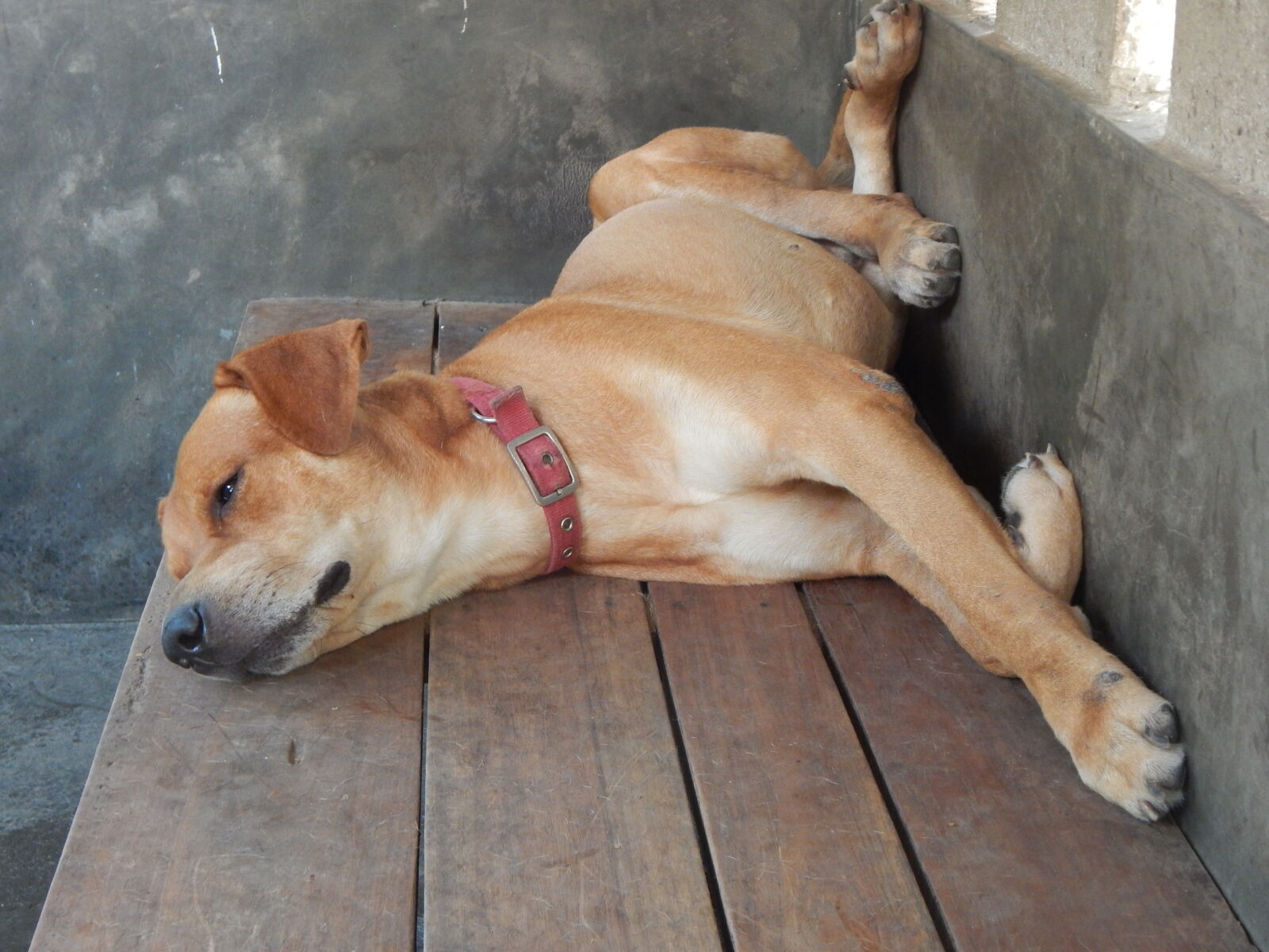 Nikon Coolpix L830 sample photo. Dogs photography