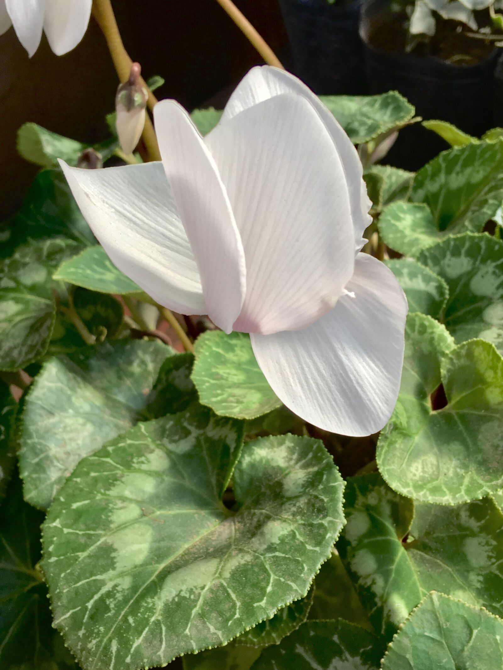 iPhone 6s Plus back camera 4.15mm f/2.2 sample photo. White flower, white petals photography