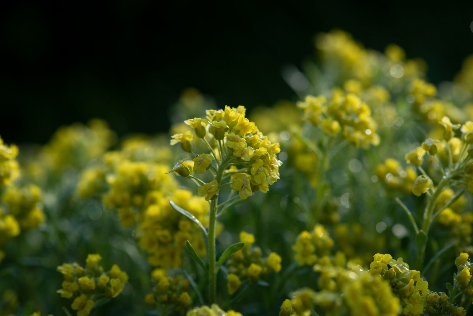 Nikon D750 sample photo. Flowers, yellow, garden photography