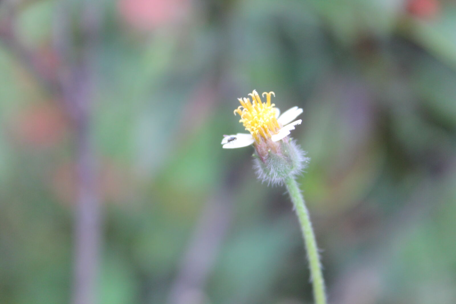 Canon EOS 1100D (EOS Rebel T3 / EOS Kiss X50) sample photo. Beautiful, flowers, birds, of photography