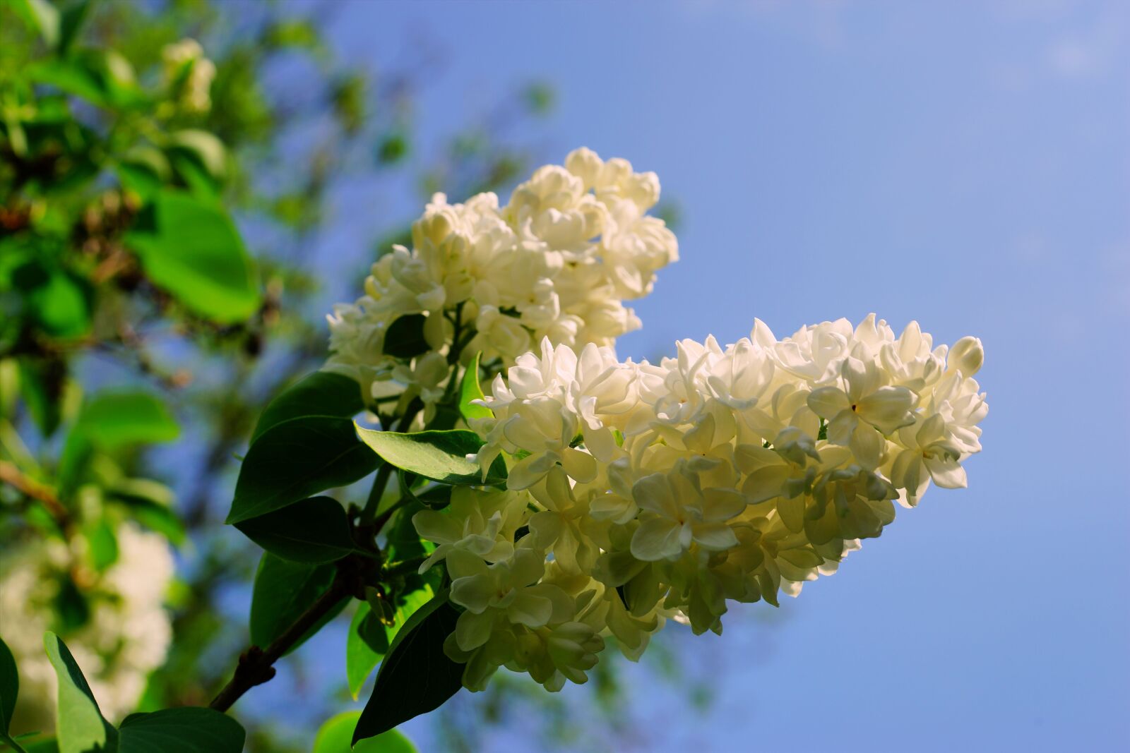 Sony a99 II sample photo. Lilac, blossom, bloom photography