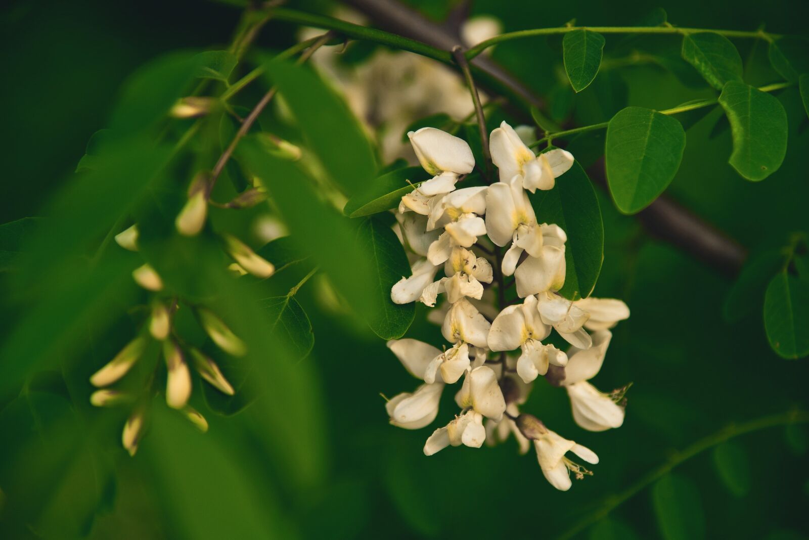 Nikon D750 sample photo. Flower, white, may photography