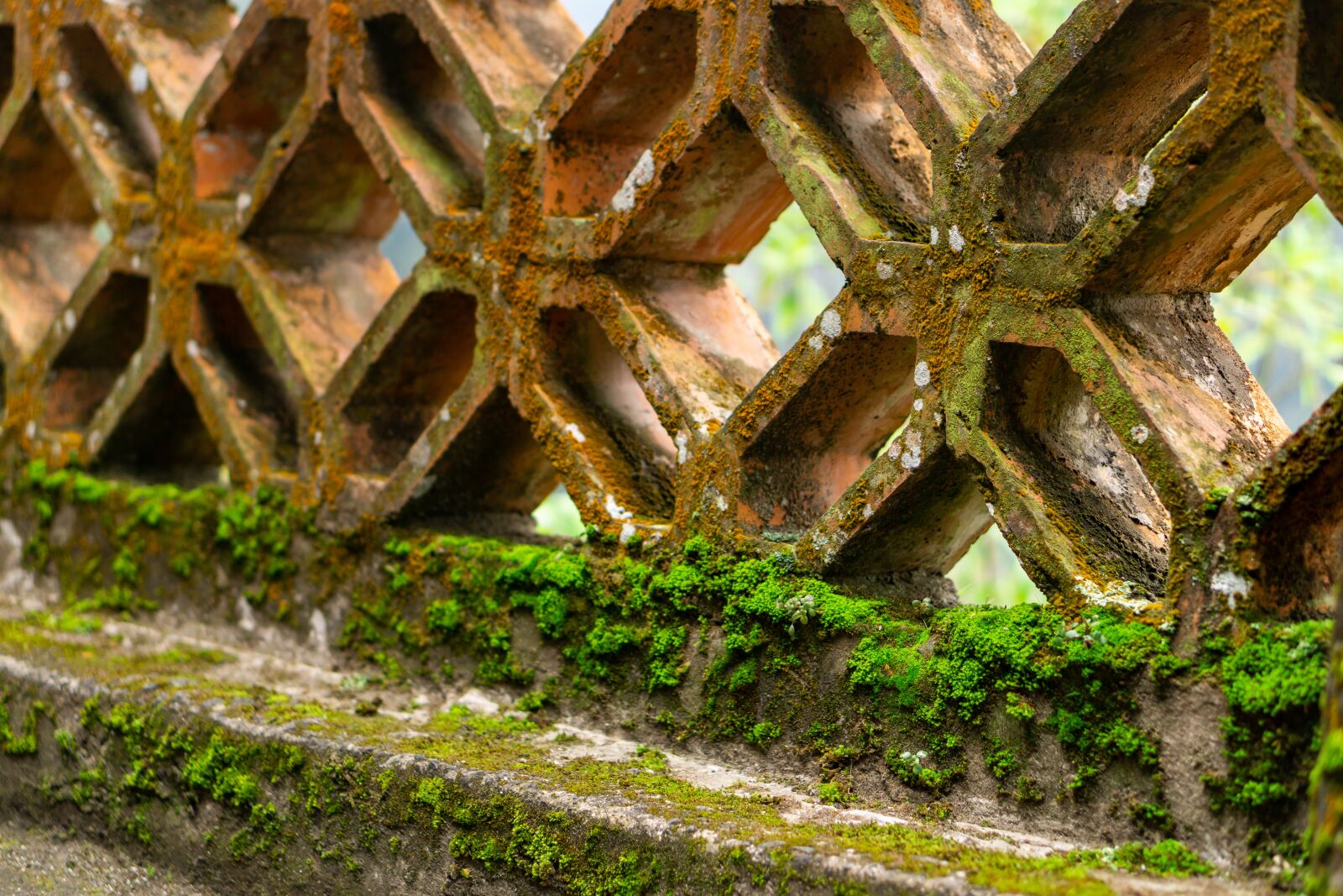 E 50mm F1.8 OSS sample photo. Mold, green, old photography